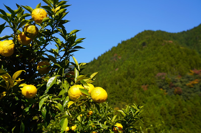 木頭ゆず３（那賀町）