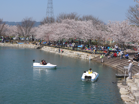 岩脇公園桜まつり