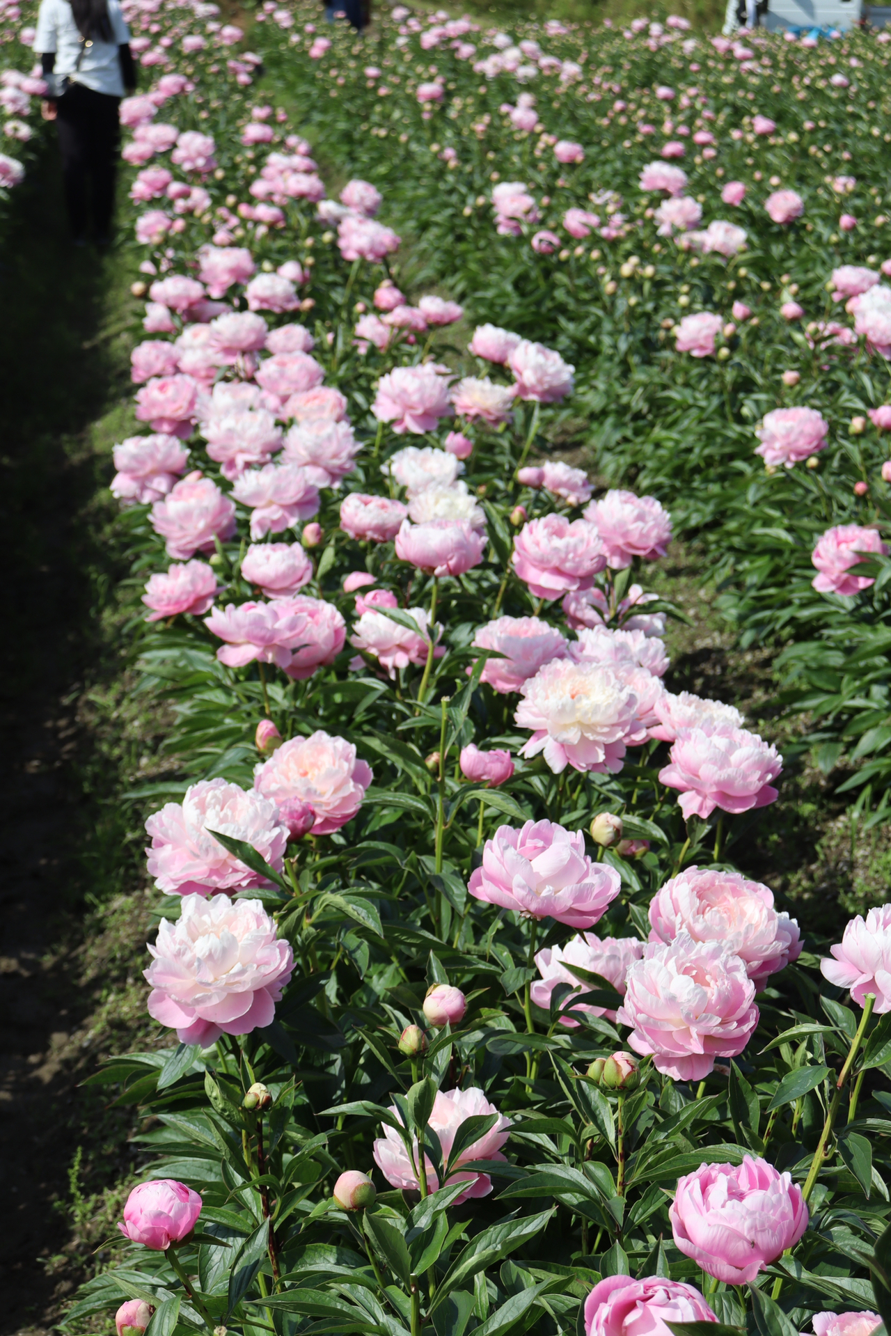 花摘みツアー