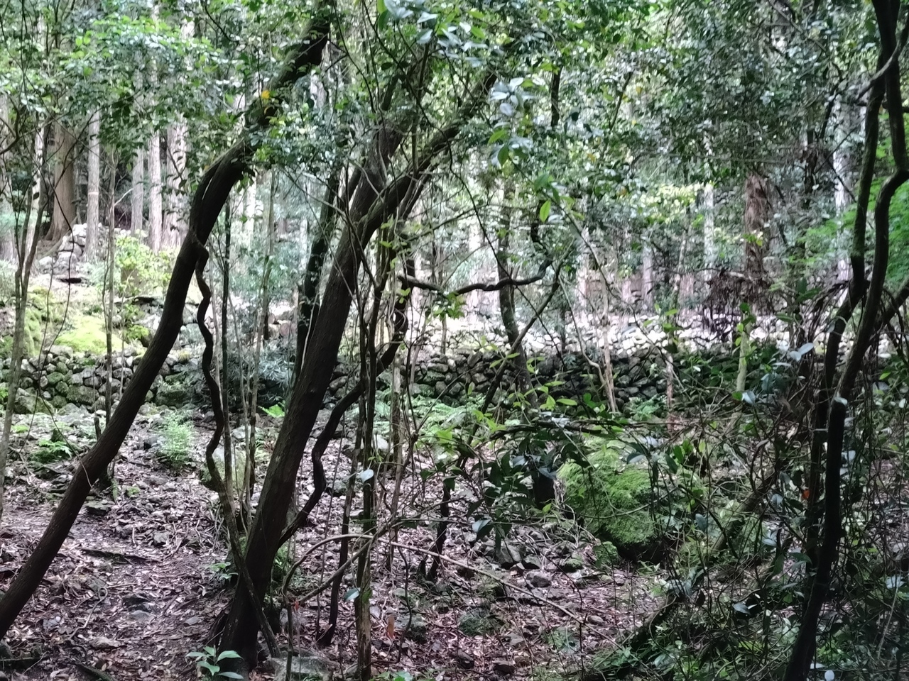 赤と橙に彩る 阿南の歴史と加茂谷　自然のサイクリング旅（日帰り）